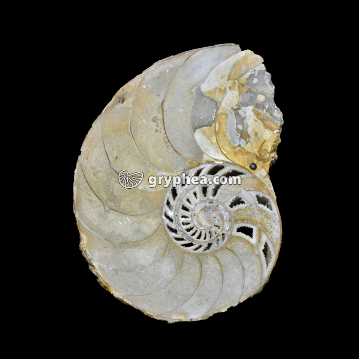 Ammonite - loges internes - surface polie - gryphea.org